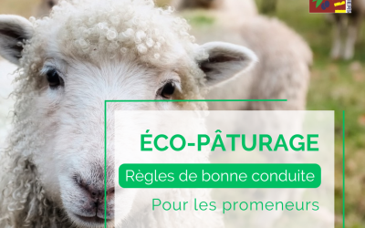 Éco-pâturage en cours : les bons gestes à adopter