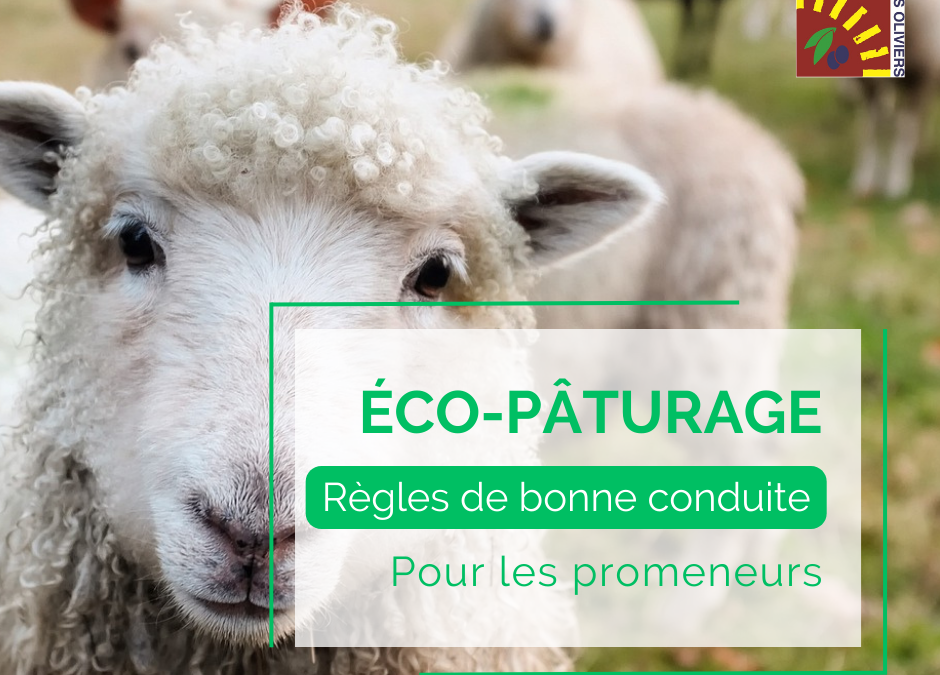 Éco-pâturage en cours : les bons gestes à adopter