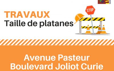 Travaux – taille de platanes, avenue Pasteur et boulevard Joliot Curie