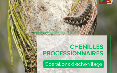 Lutte contre les chenilles processionnaires