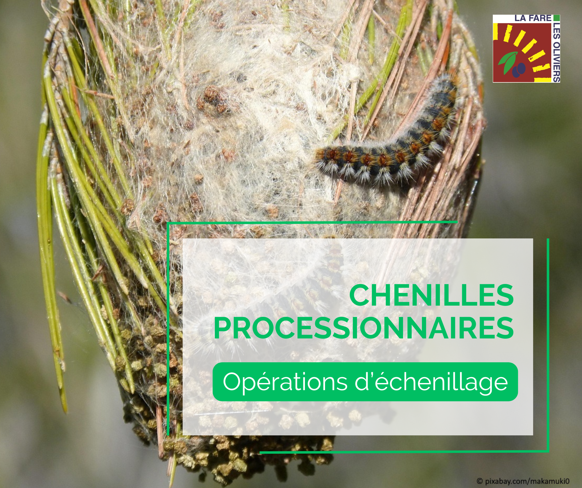 chenilles-processionnaires2026