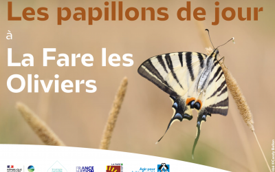 Devine qui papillonne au jardin ? Participez à un atelier animé par la LPO