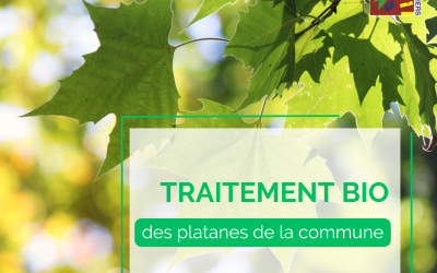 Traitement des platanes