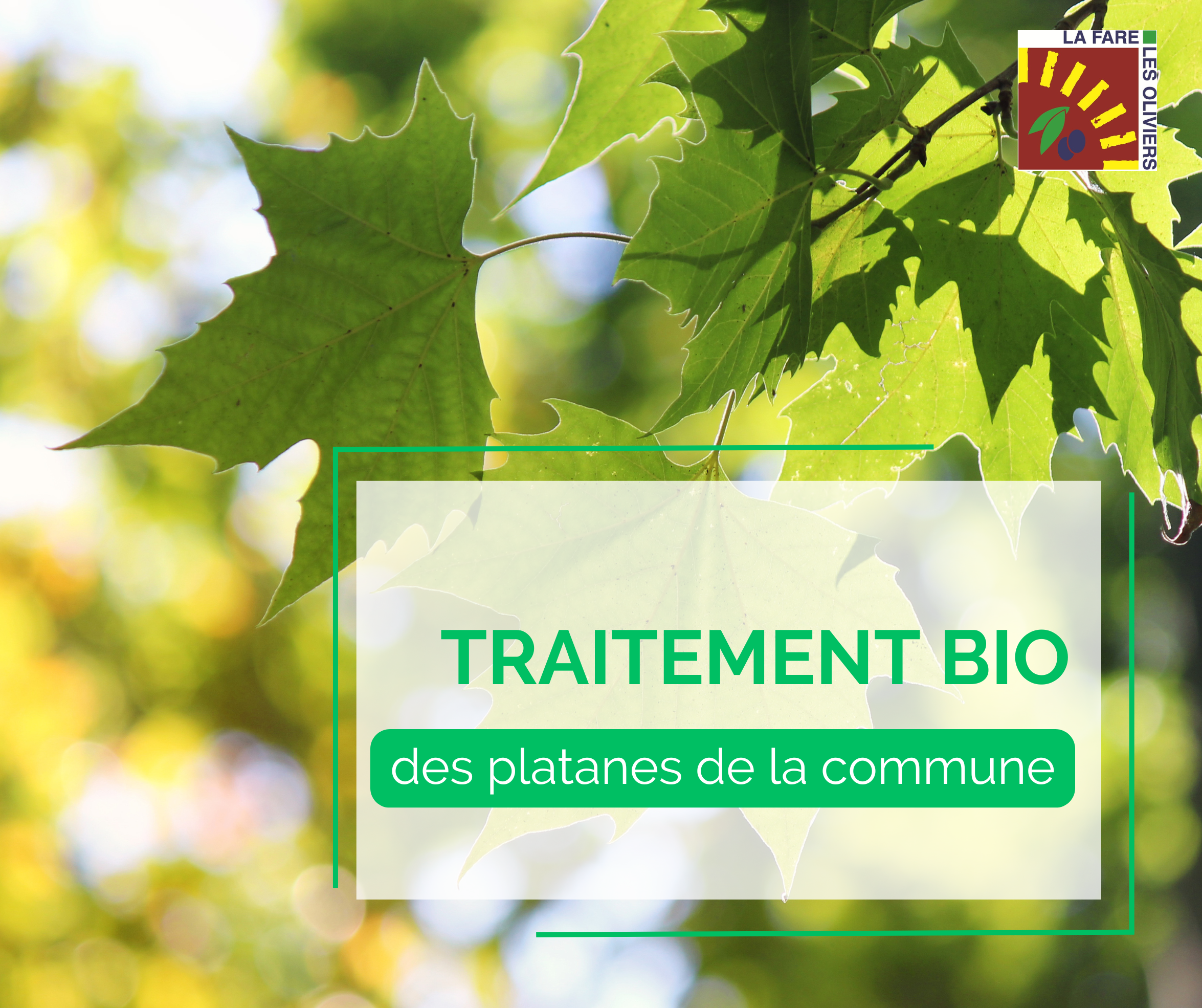 traitement-platanesjuin26