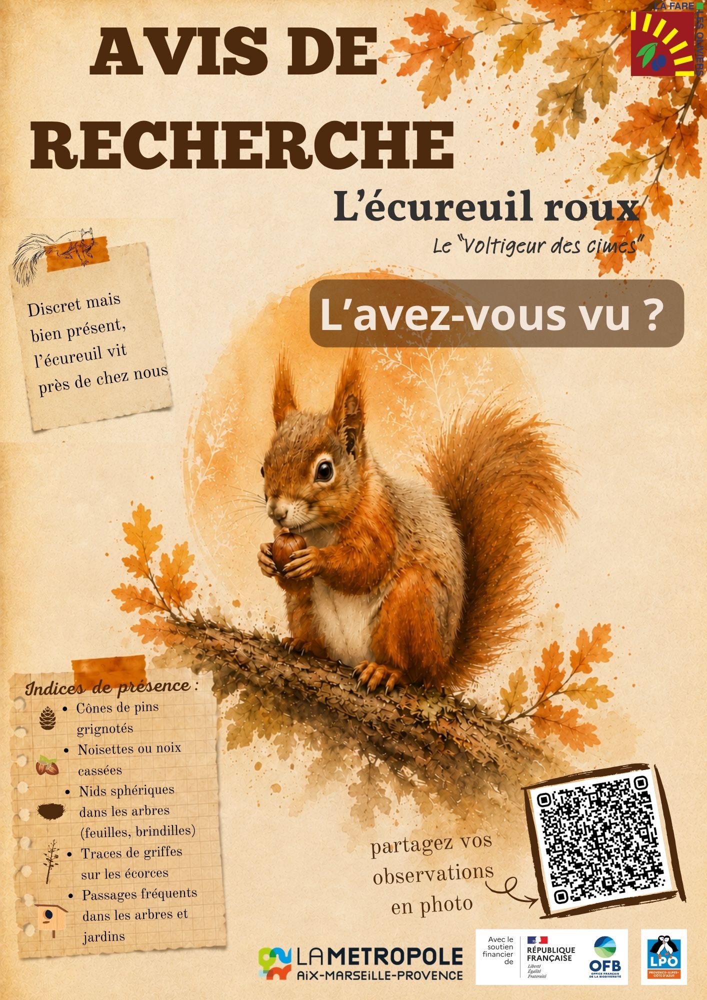 avis-recherche-ecureuil