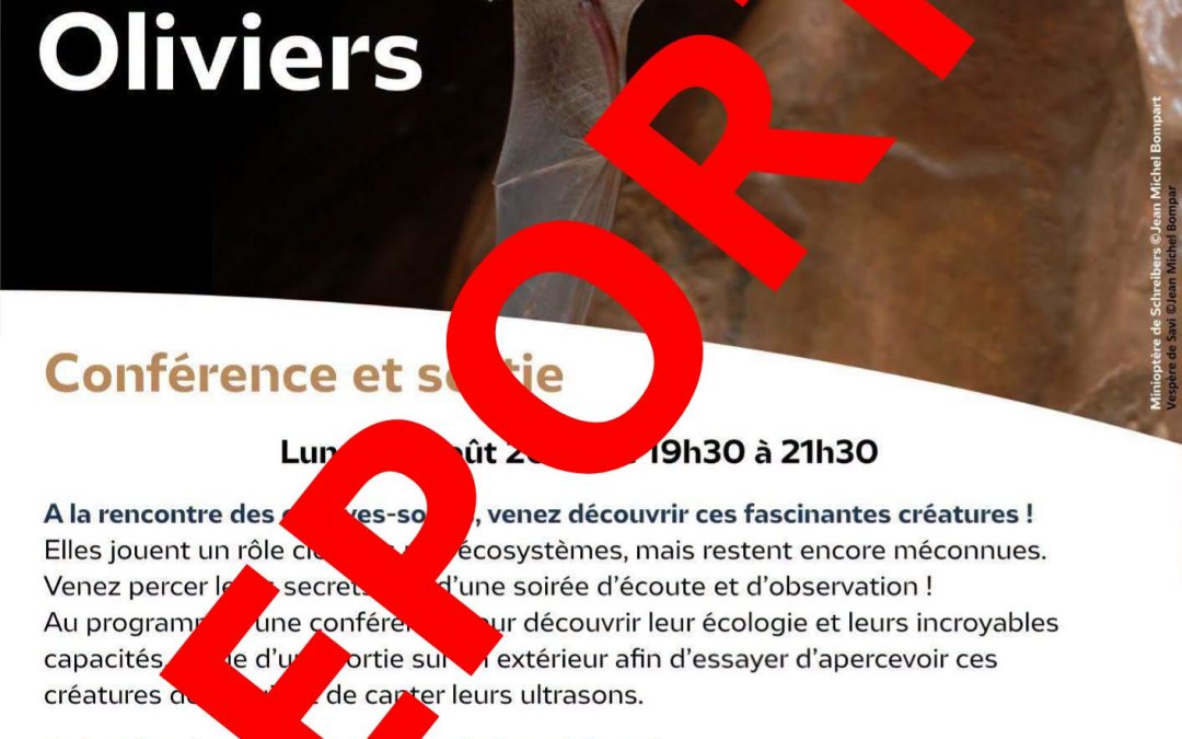 Intempéries – report de la sortie découverte des chauve-souris