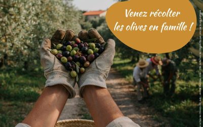 Olivades 2026 : participez à la première récolte d’olives en famille !