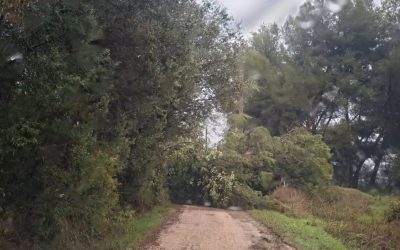 Chemin de Favier à la Pomme de Pin – arbre couché