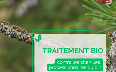 Campagne de lutte contre la chenille processionnaire du pin