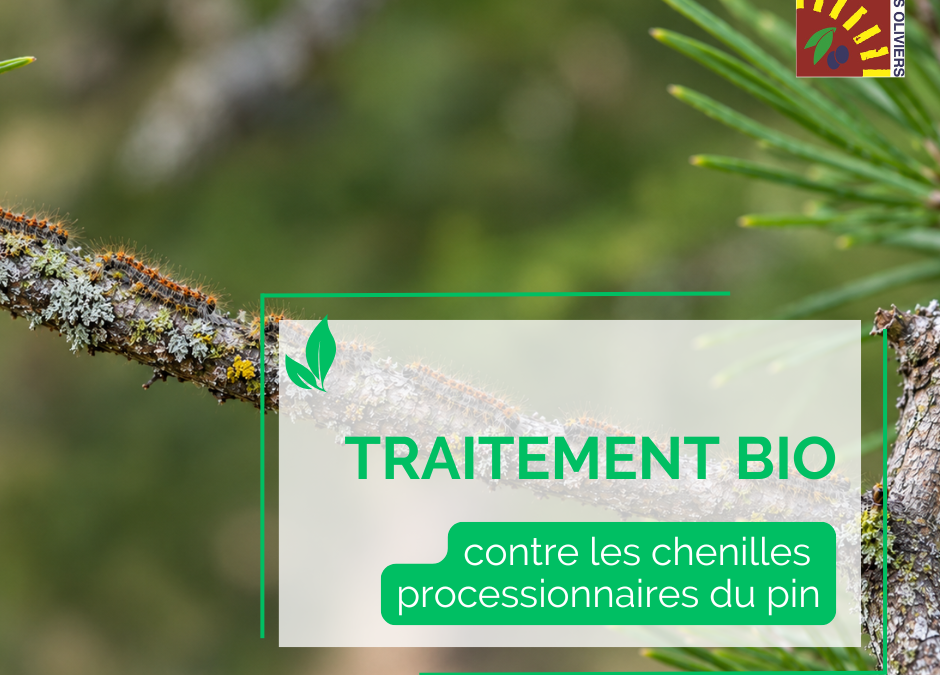 Campagne de lutte contre la chenille processionnaire du pin